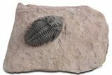 Stunning Metacanthina Trilobite - Lghaft, Morocco #359153-3